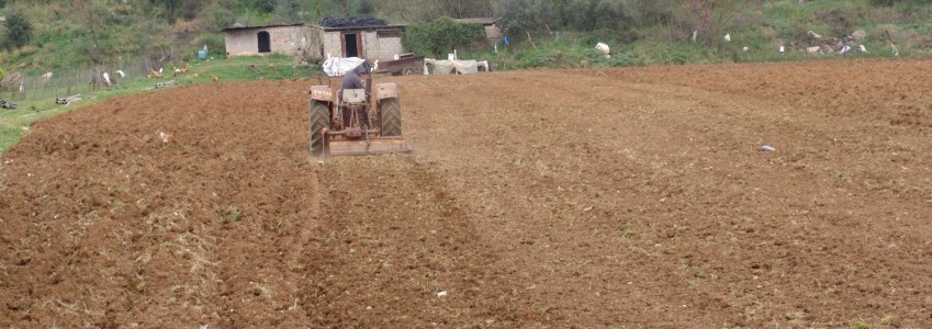 πατατοπαραγωγός